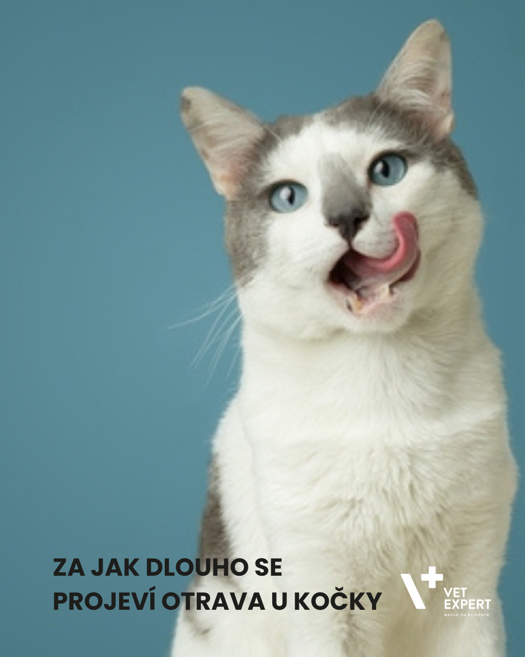 Za jak dlouho se projeví otrava u kočky a co přesně dělat