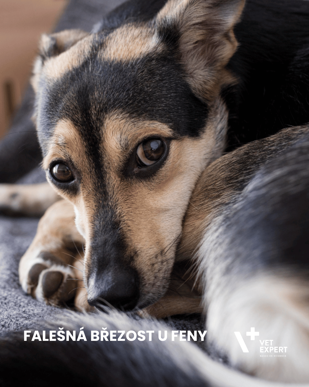 Falešná březost u feny: jak ji poznat, co dělat a kdy k veterináři
