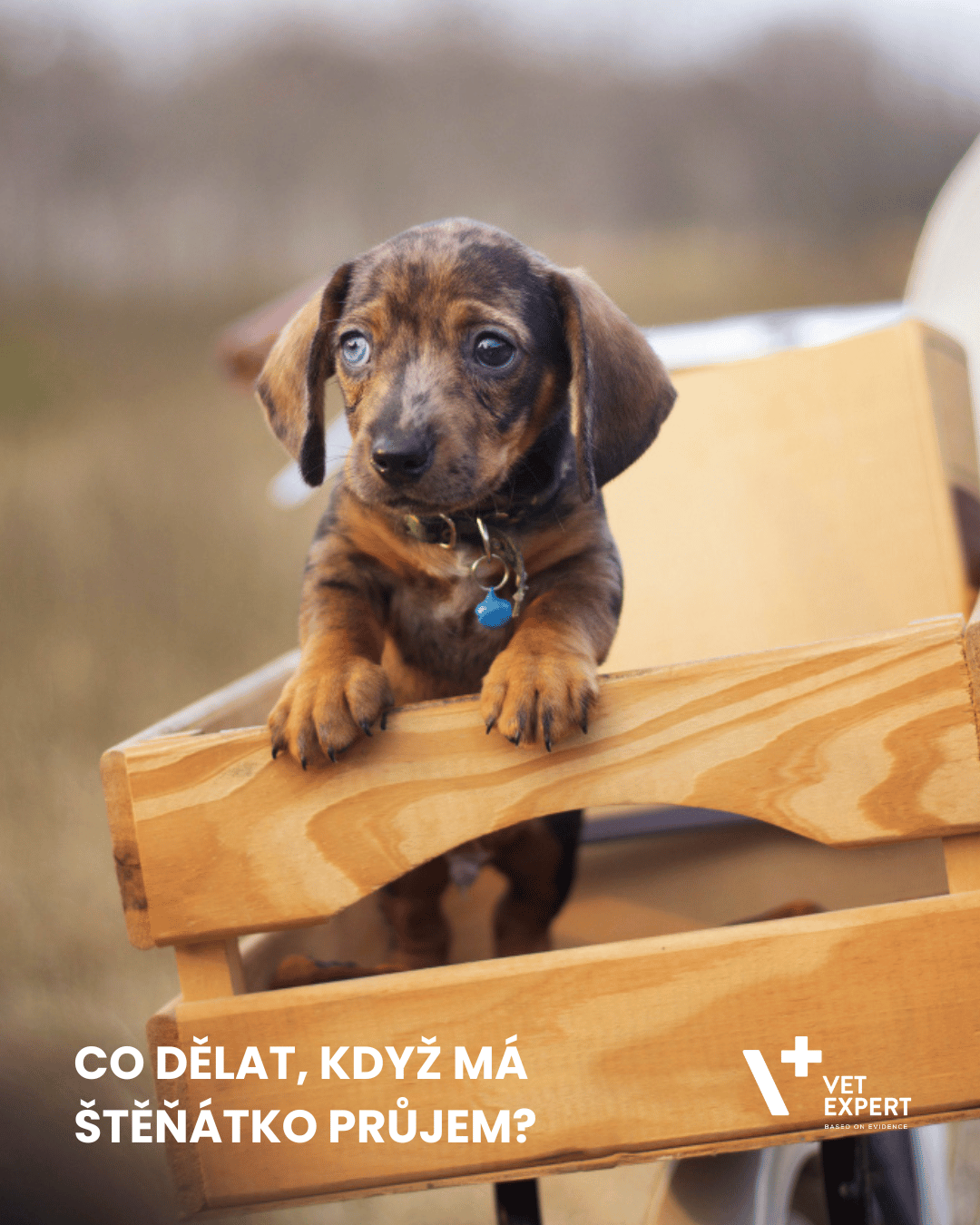 Co dělat, když má štěňátko průjem? Rady veterináře krok za krokem