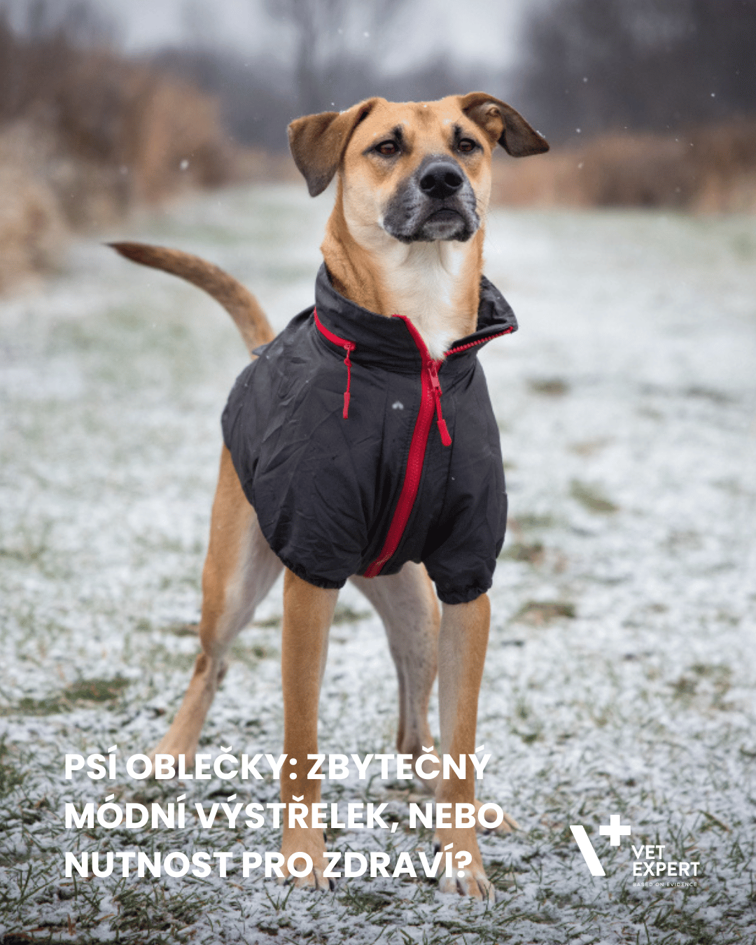 Psí oblečky: Zbytečný módní výstřelek, nebo nutnost pro zdraví? Hledáme hranici