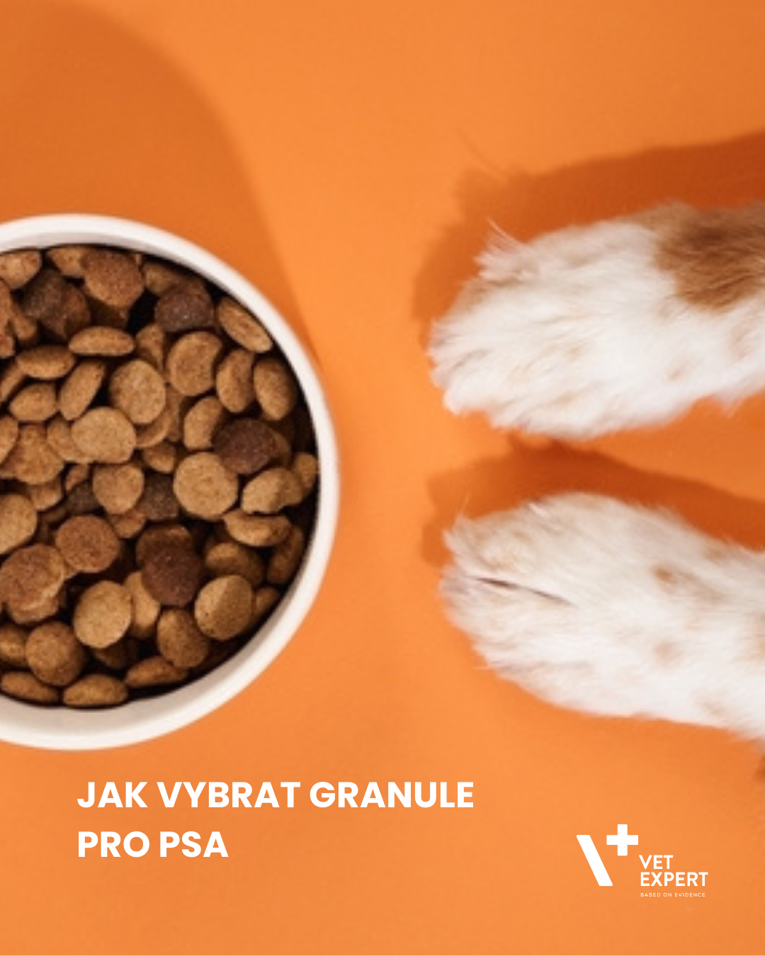 Jak vybrat granule pro psa podle věku, aktivity a zdravotního stavu