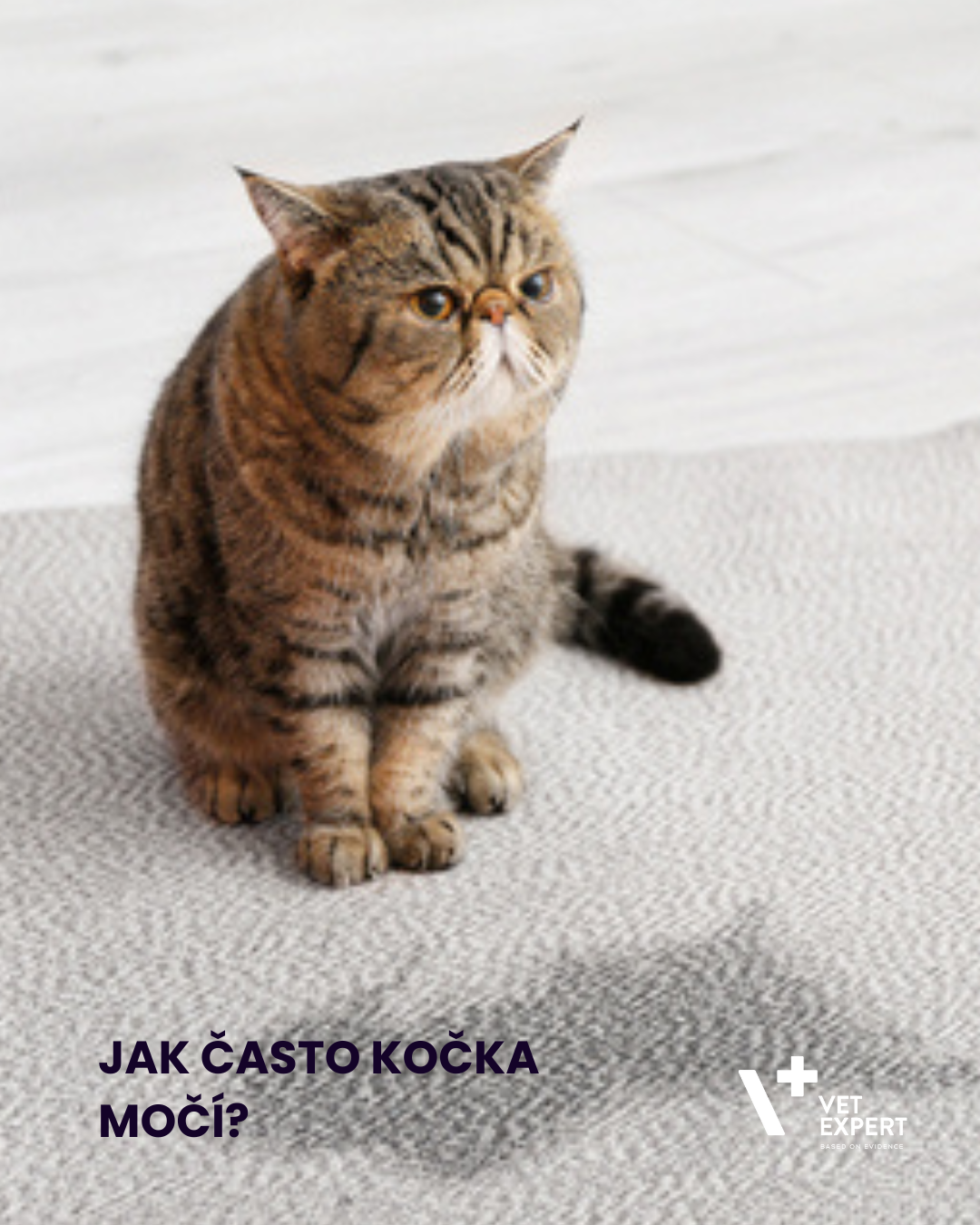 Jak často kočka močí? Vše, co potřebujete vědět o zdraví kočičích ledvin