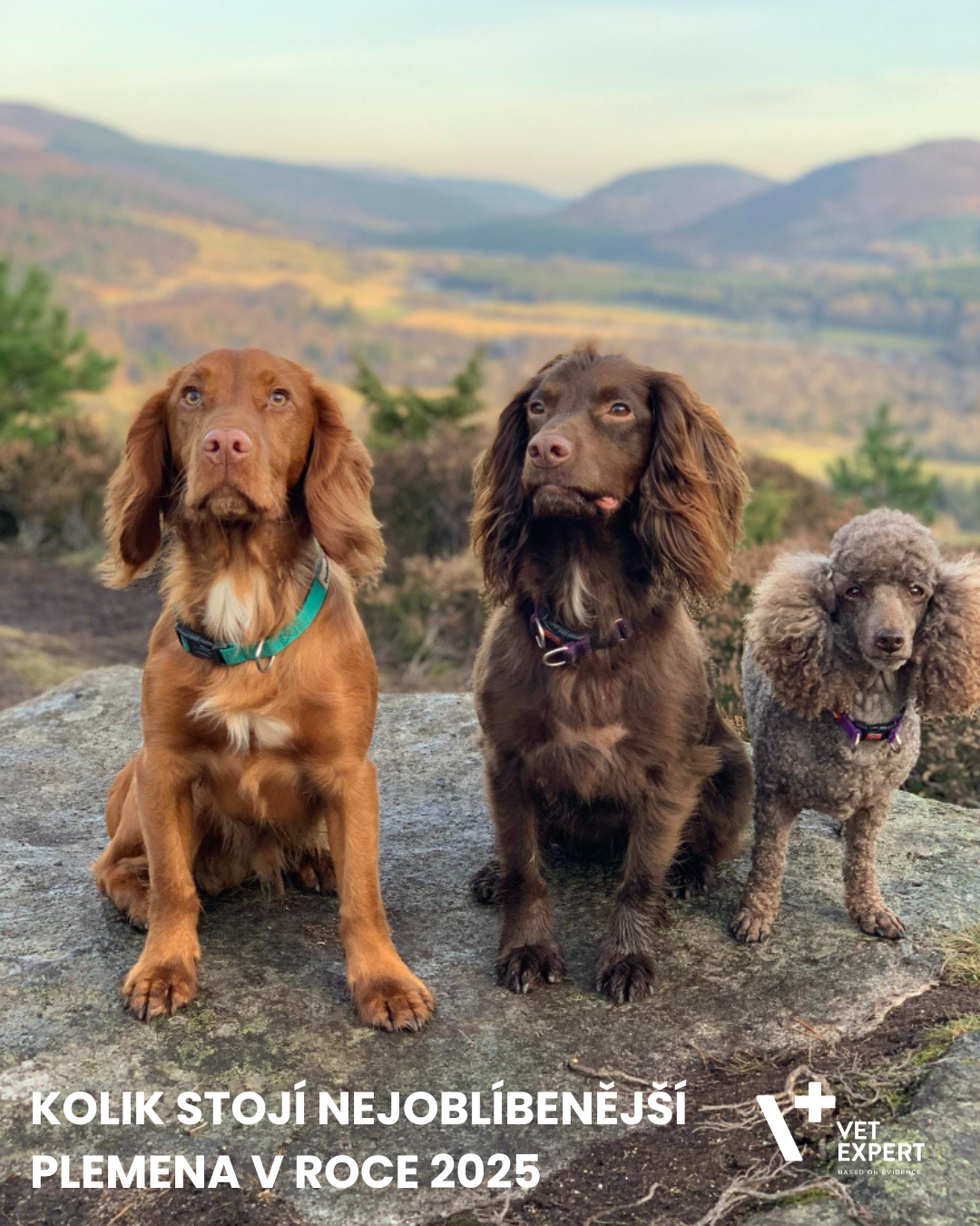 Pořizovací cena psa: Kolik stojí nejoblíbenější plemena v roce 2025