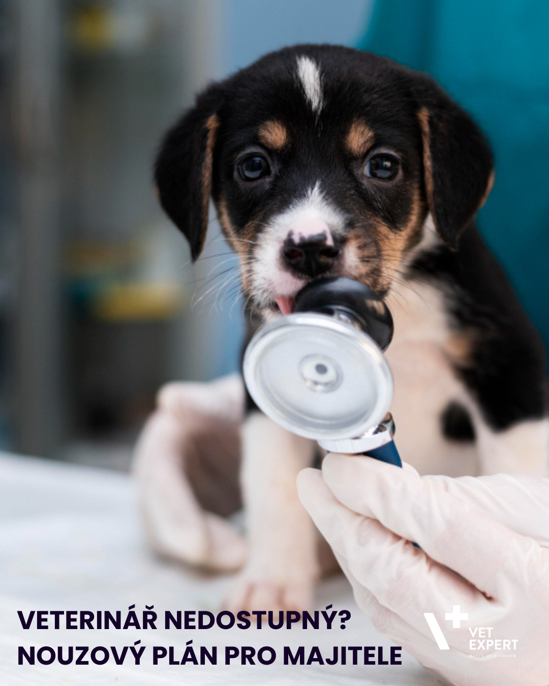 Co dělat, když veterinář není dostupný? Základy první pomoci pro psy