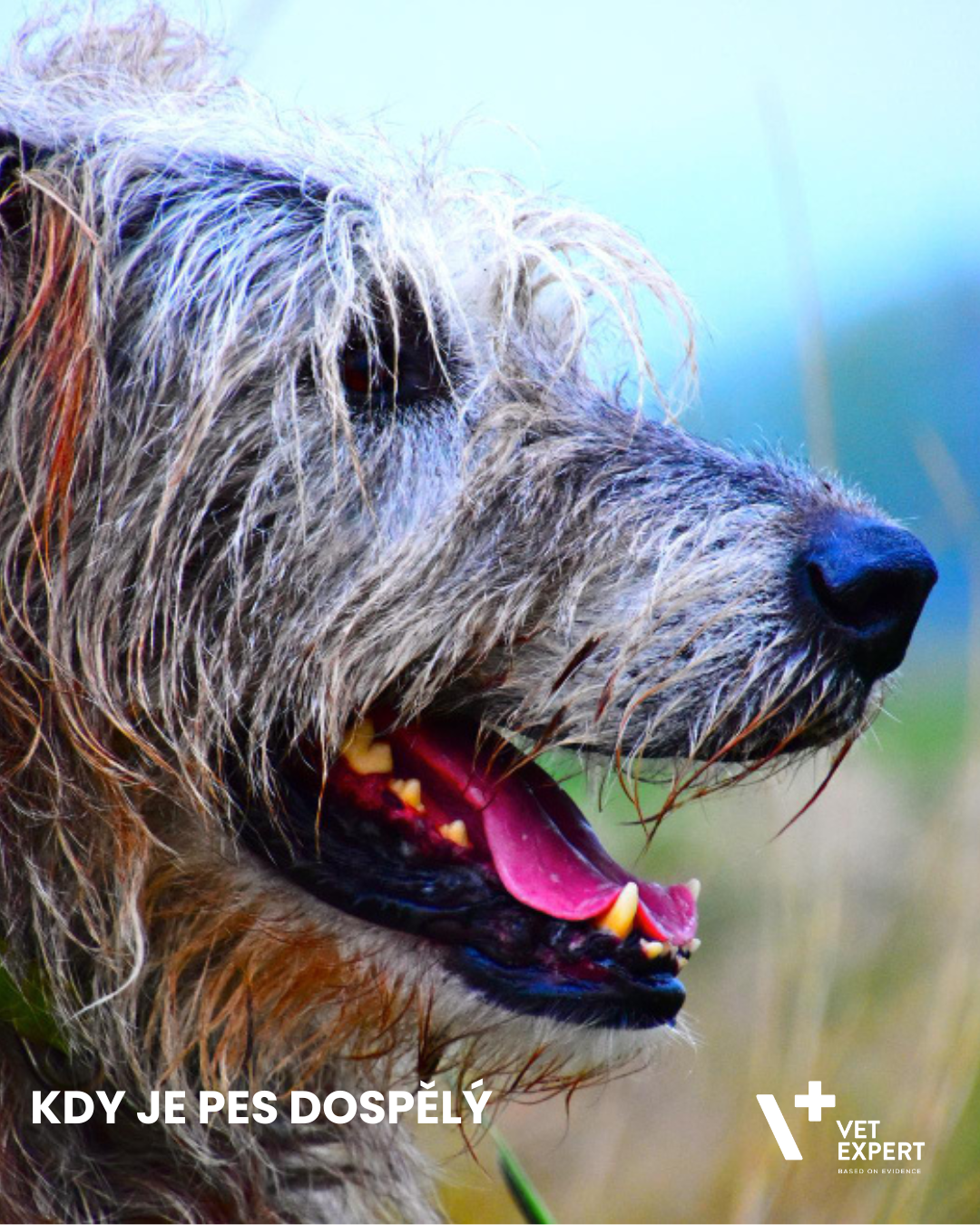 Kdy je pes dospělý? Přehled vývoje od štěněte po dospělost