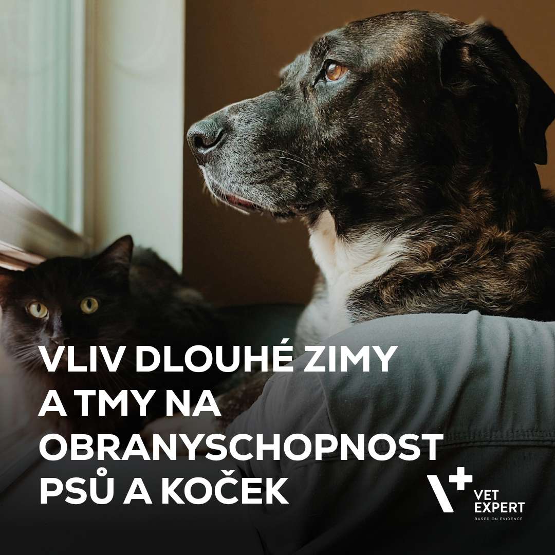 Vliv dlouhé zimy a tmy na obranyschopnost psů a koček