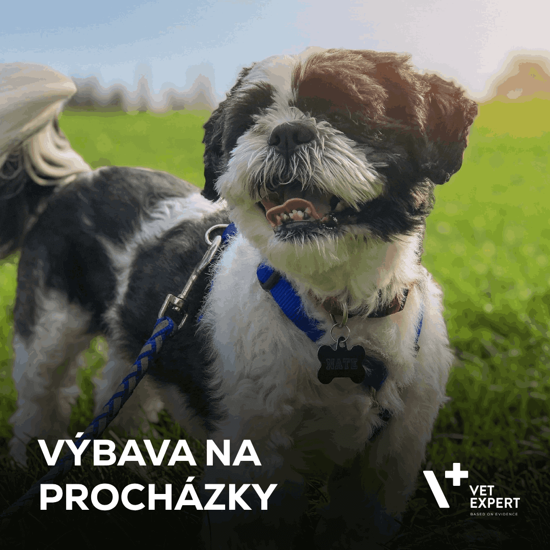 Výbava na procházky: jak na výběr obojku, postroje a dalšího vybavení