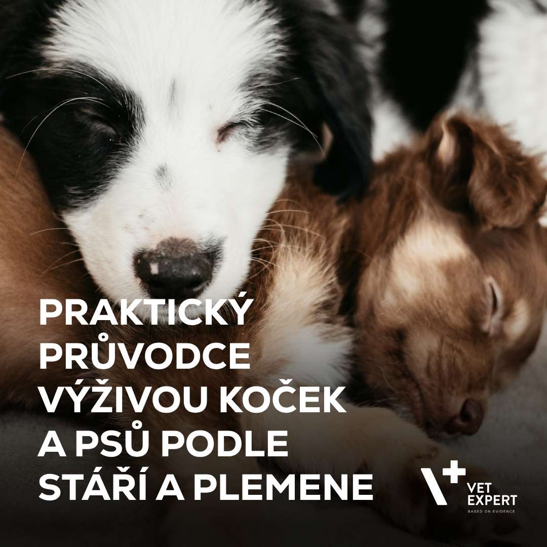 Praktický průvodce výživou koček a psů podle stáří a plemene