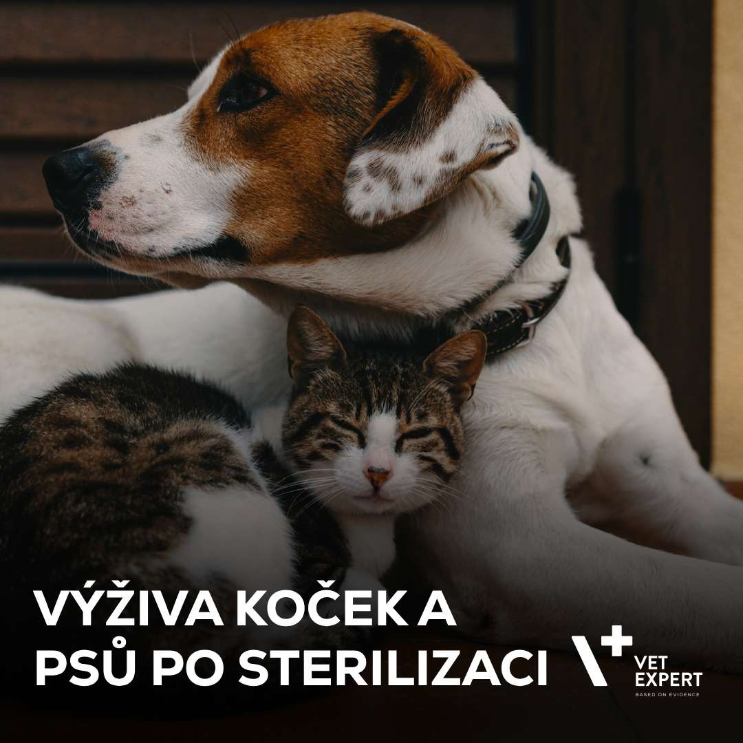 Výživa koček a psů po sterilizaci