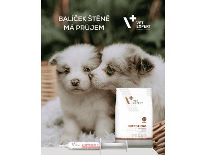 Štěně balÍČek prŮjem optimized