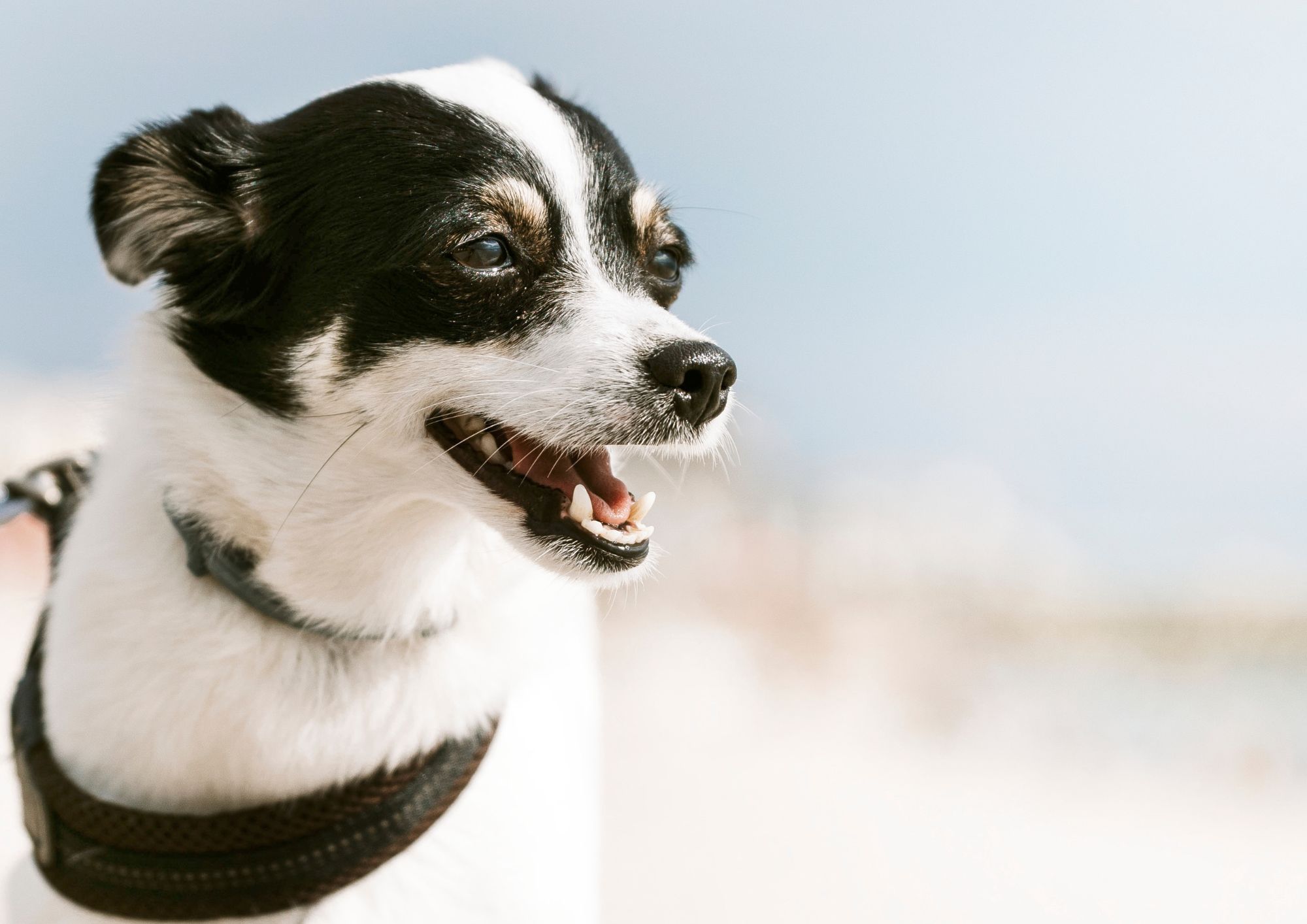 Probiotika a jejich vliv na zdraví psů