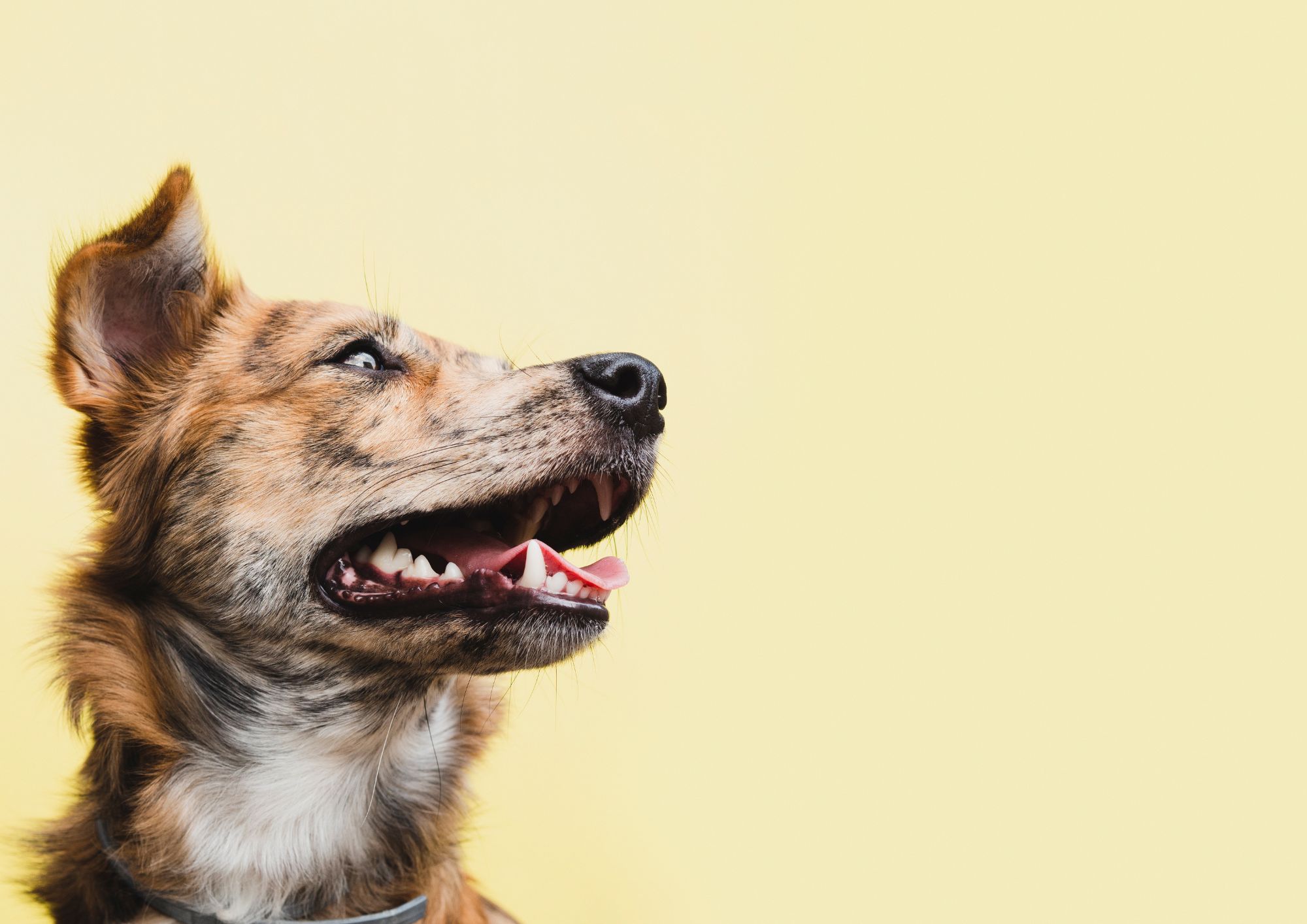 Jak podpořit zdraví pejska alergika?