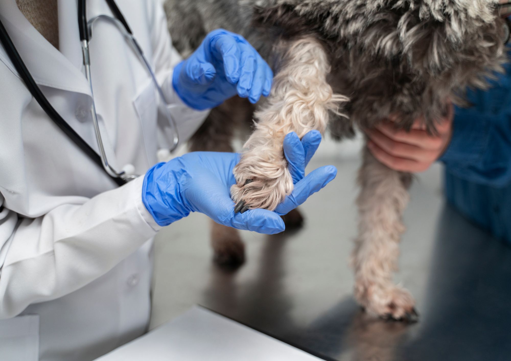 Diagnóza a léčba alergií u psů