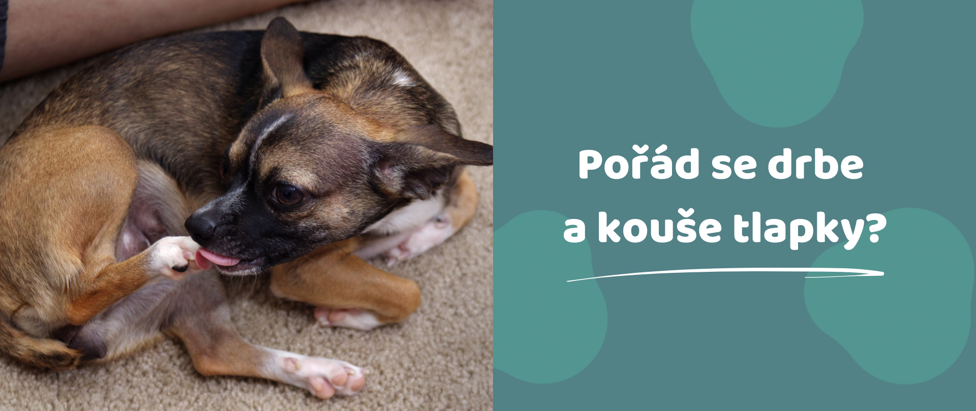 Proč si pes kouše tlapky a drbe se? Možné příčiny a co s tím