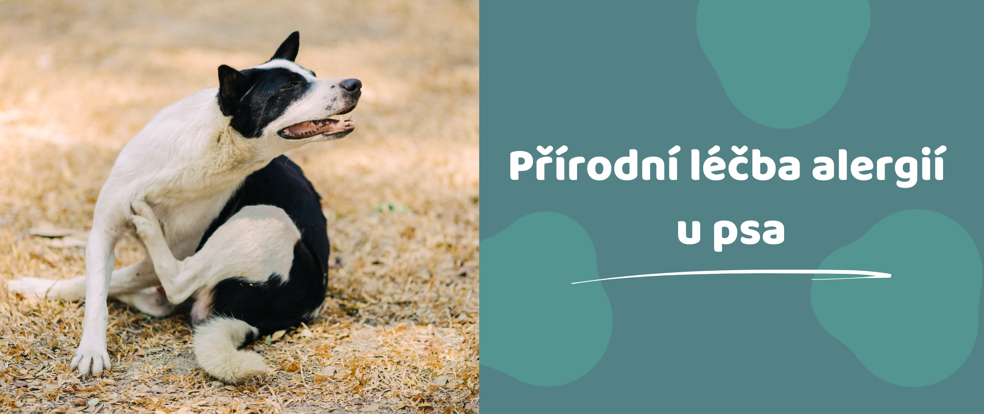 Přírodní léčba alergií u psů: Účinné tipy a doplňky pro zmírnění příznaků