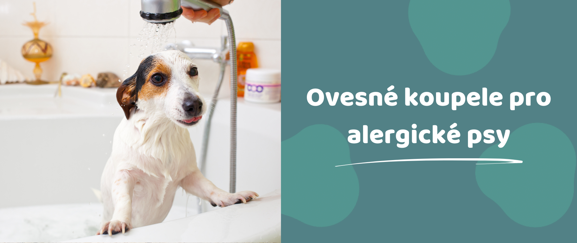 Ovesné koupele pro alergické psy: Jak zklidnit pokožku a zmírnit svědění