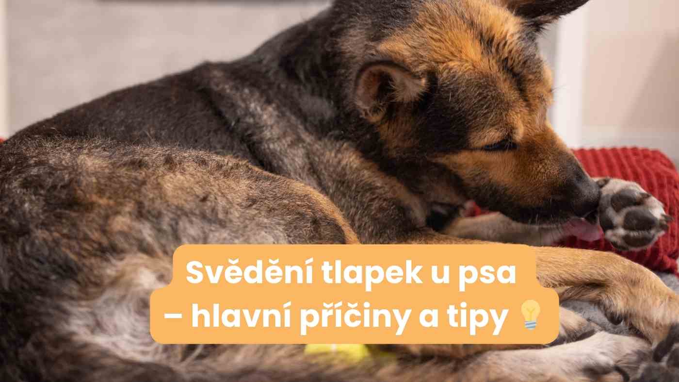 Proč si pes kouše tlapky a drbe se? Možné příčiny a co s tím