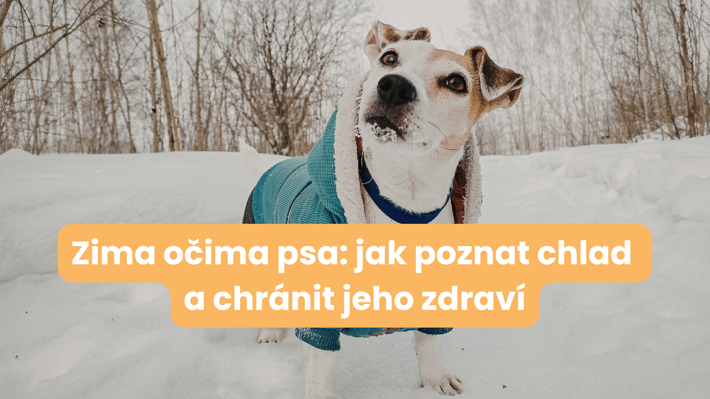 Jak poznat, že je psovi v zimě zima a jak mu ulevit