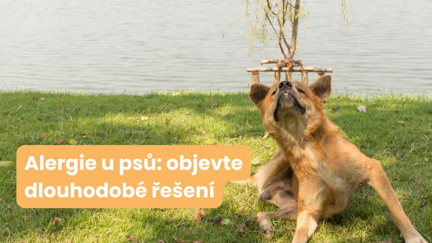 Alergie u psů: příznaky, diagnóza a efektivní dlouhodobá léčba