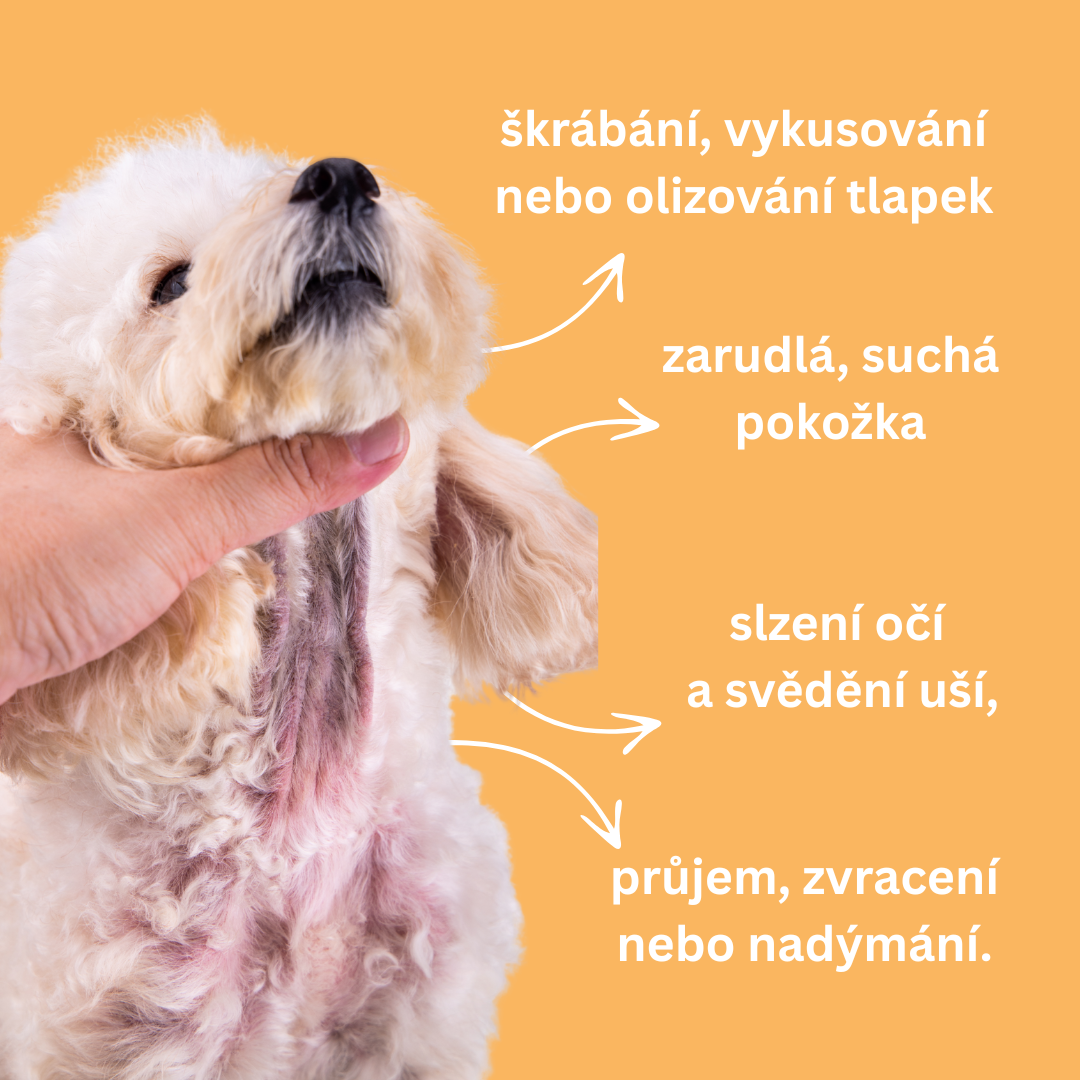 Projevy a symptomy alergií u psa.