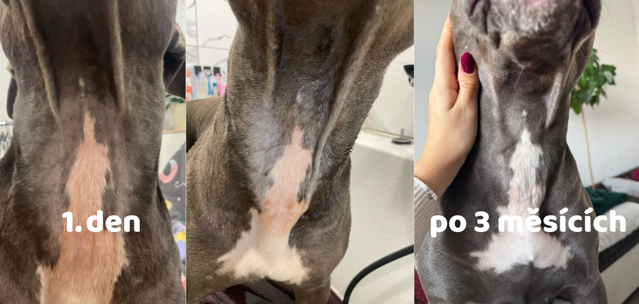 stela_červená_kůže_vetki_alergie_u_psa