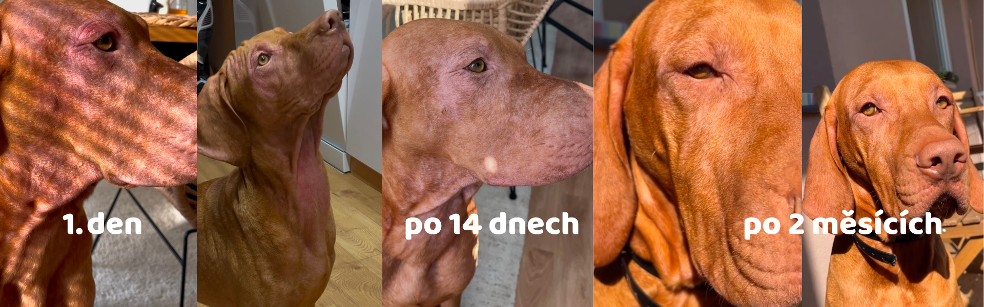 yoshi_začervenalá_kůže_aller-immunity_zlepšení