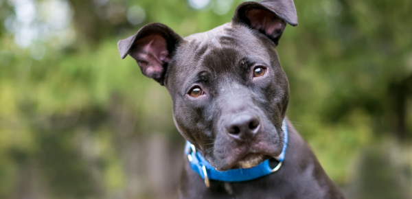 IBD – zánětlivá onemocnění střev u psů: Proč nestačí jen změna krmiva?