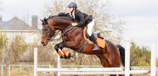 Příprava koně na závodní sezónu: Na co nezapomenout, aby byl ve formě tělem i hlavou