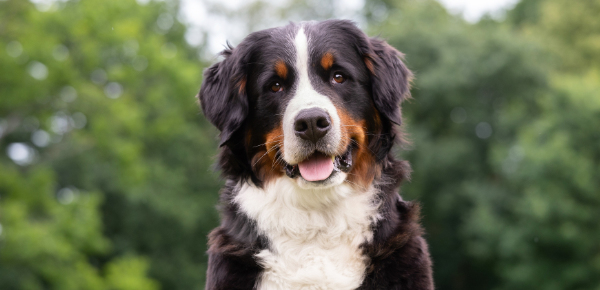 Jaro = klíšťata. Proč je silná imunita psa ta nejlepší obrana?