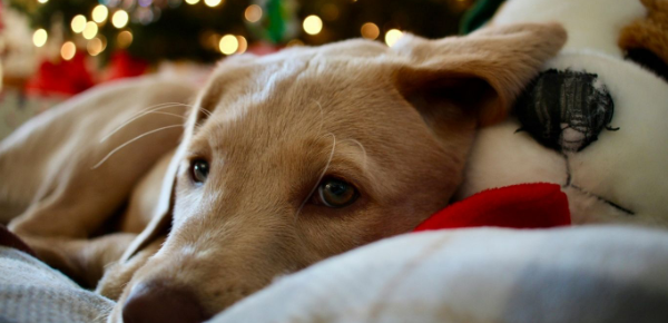 🎄 Vánoce a Silvestr bez stresu: Podpořte svého mazlíčka s našimi speciálními balíčky!