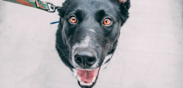 Péče o mazlíčky srdcem i hlavou: 10 kroků pro lepší rok 2026