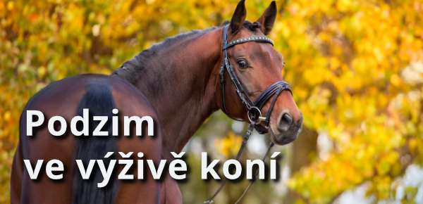 Čím podpořit zdraví koně na podzim?