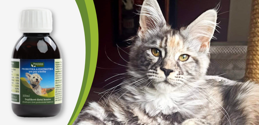 Terénní ověření Precizních mikrobů u koček