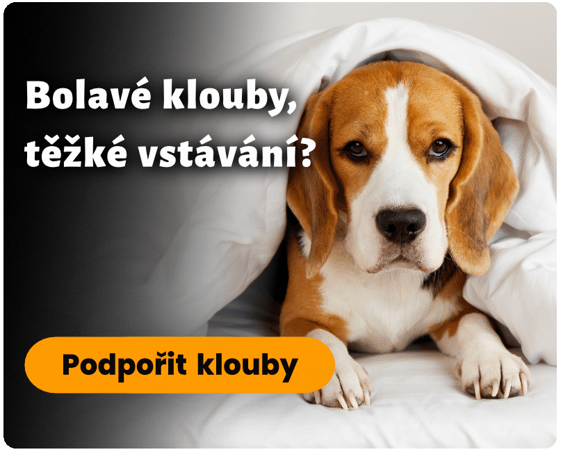 Bolavé klouby - Boswellia