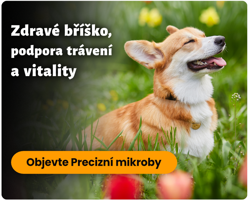 Zdravé bříško, šťastný pes - podpora trávení a vitality Precizní mikroby