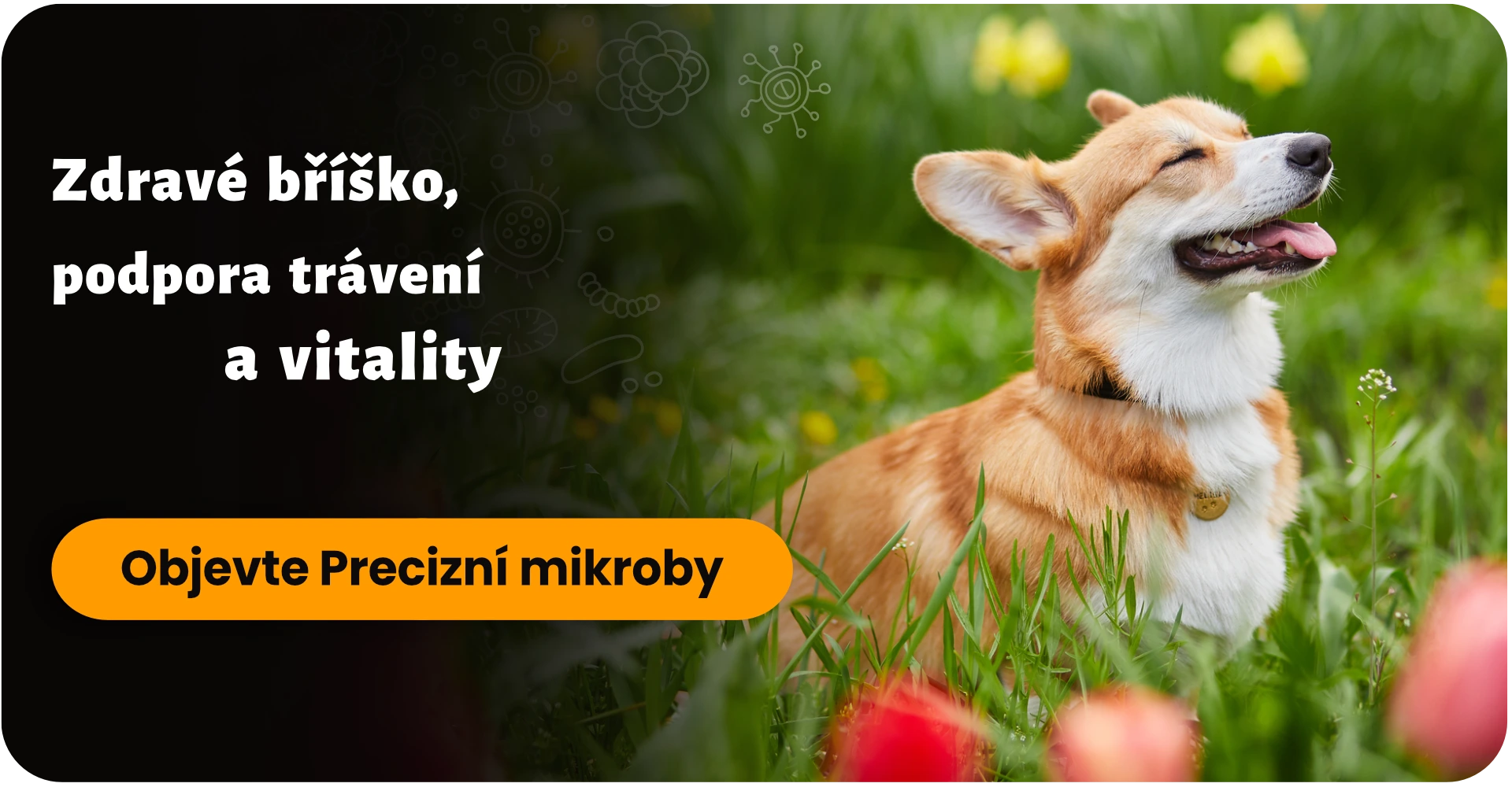Zdravé bříško, šťastný pes - podpora trávení a vitality Precizní mikroby