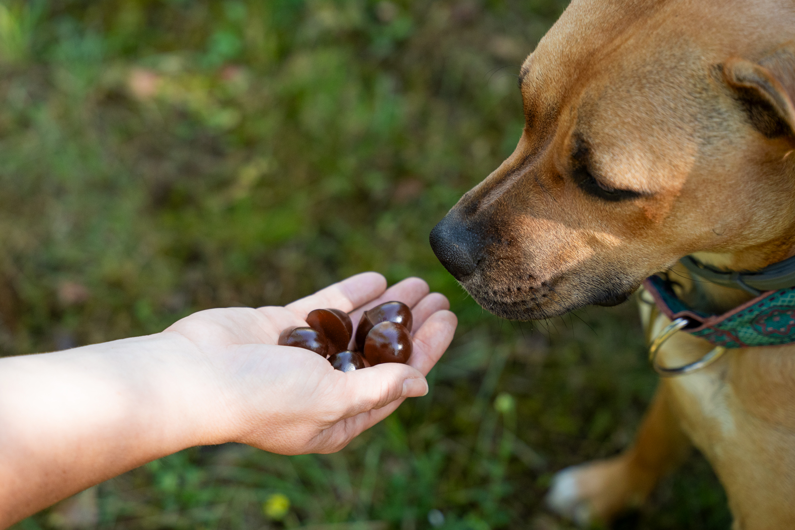 Geloren_Dog_LXL_nové_tvary