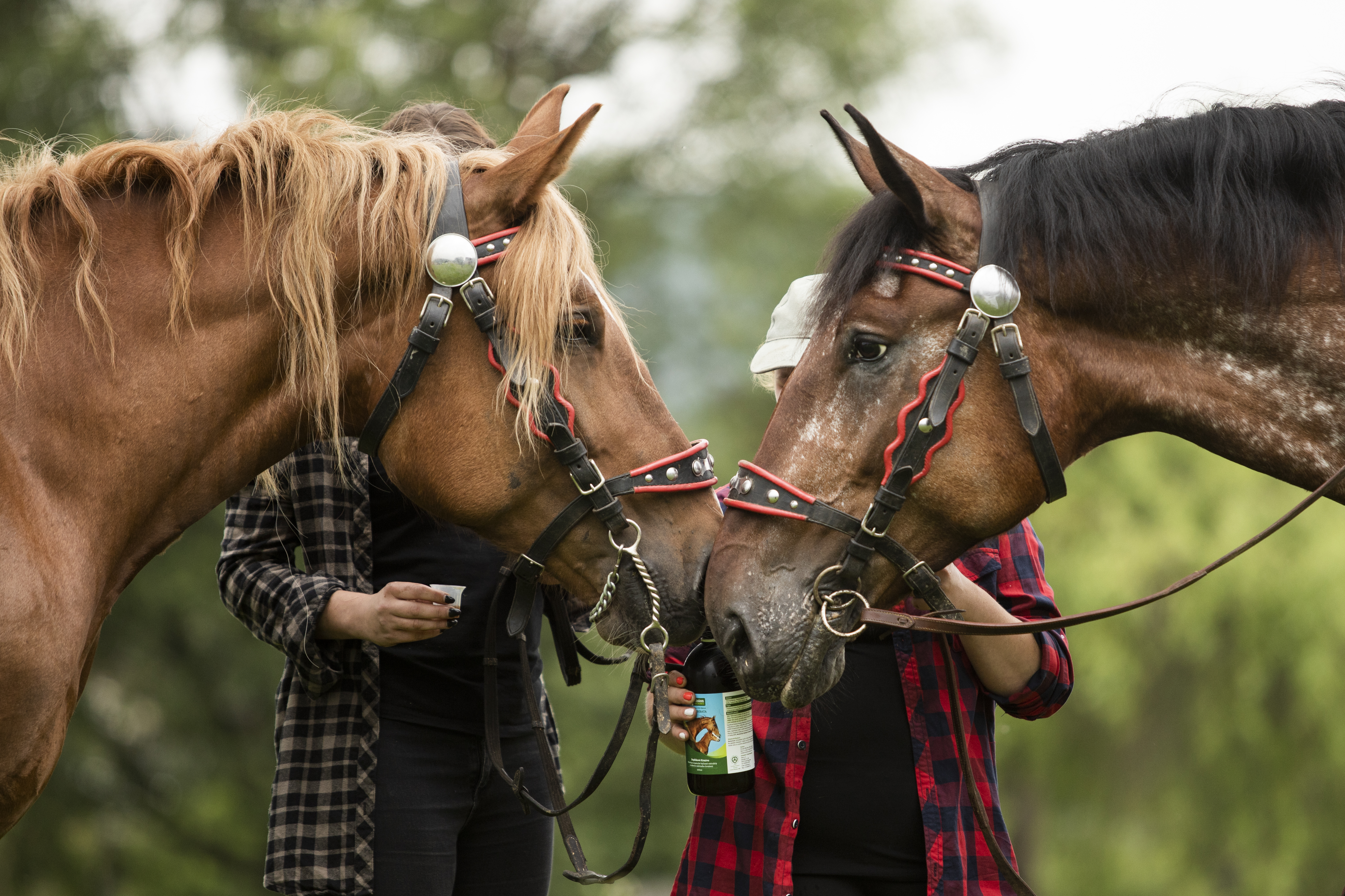 Precizni-mikroby-pro-kone-a-hribata-postbiotika