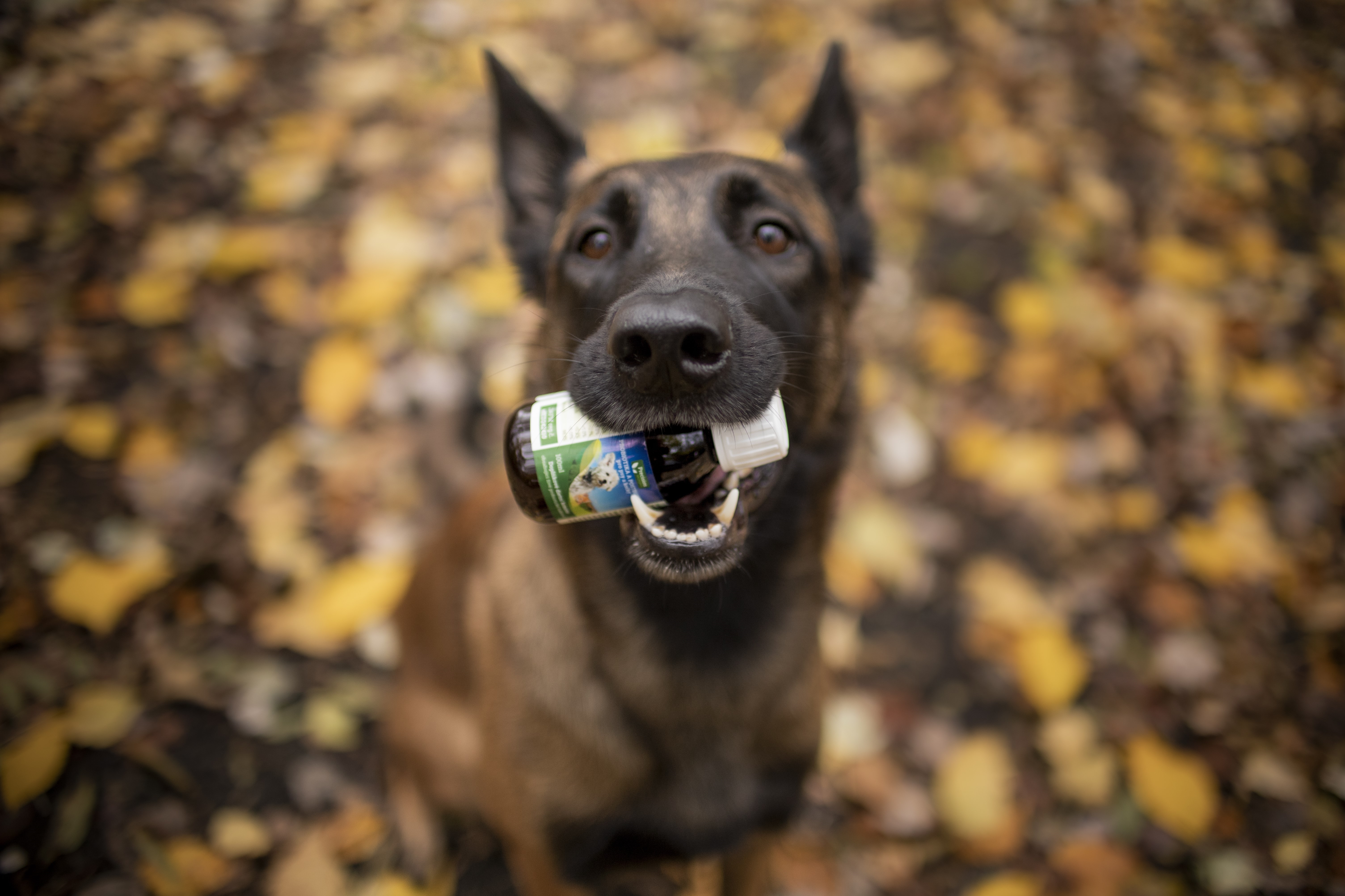 Precizni-mikroby-probiotika-a-postbiotika-pro-psy