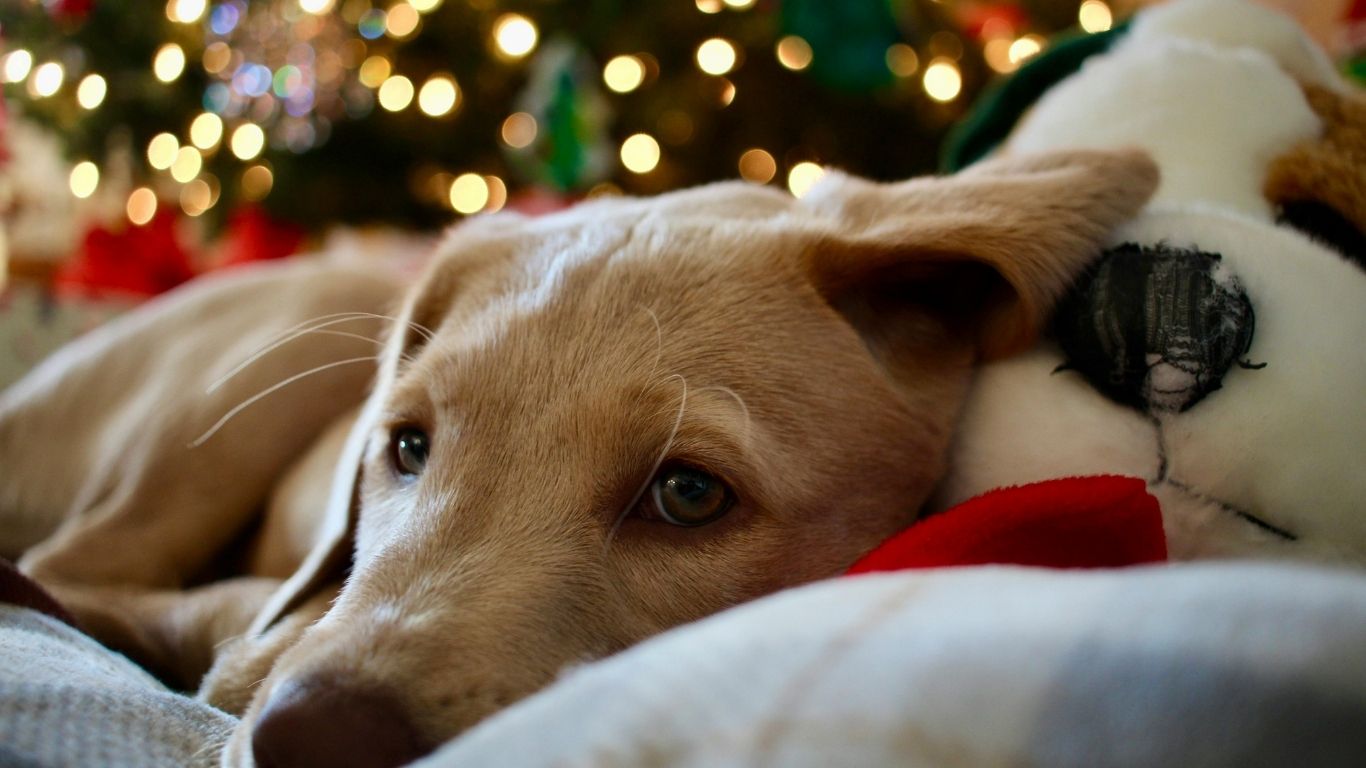 Vanoce-silvestr-stres-pes-a-kocka