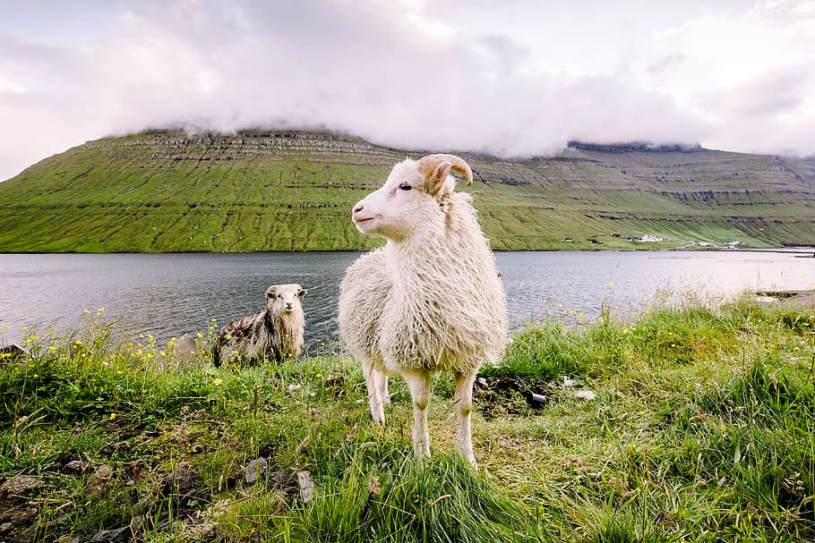 faroe-islands-sheep-hills-natural