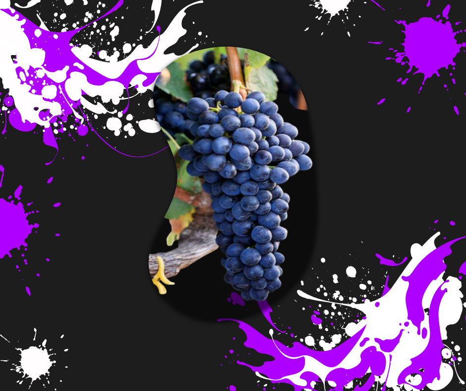 DEN VÍNA: Syrah #SyrahDay