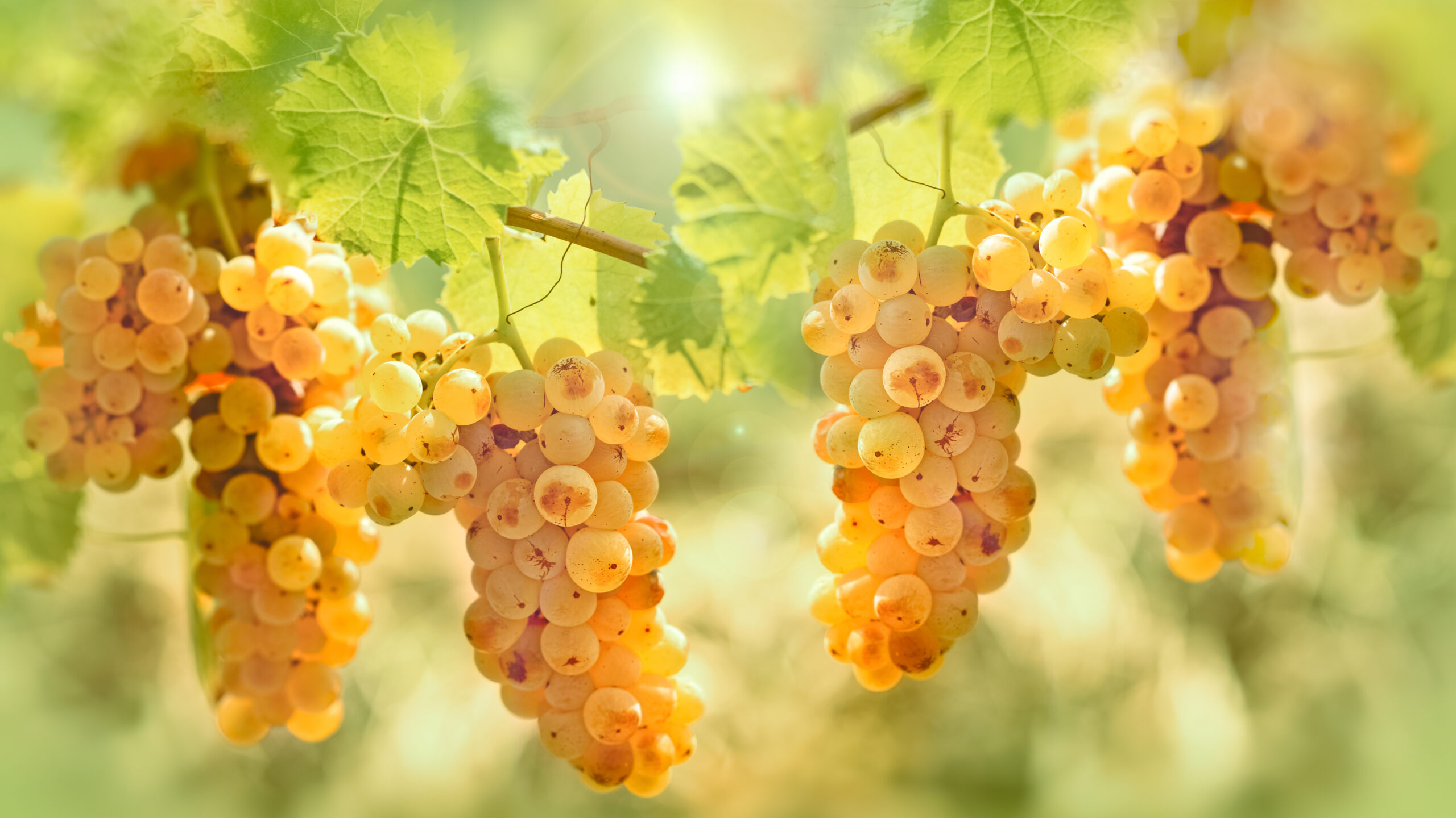 WEB-RIESLING-GRAPES-ON-VINE-scaled