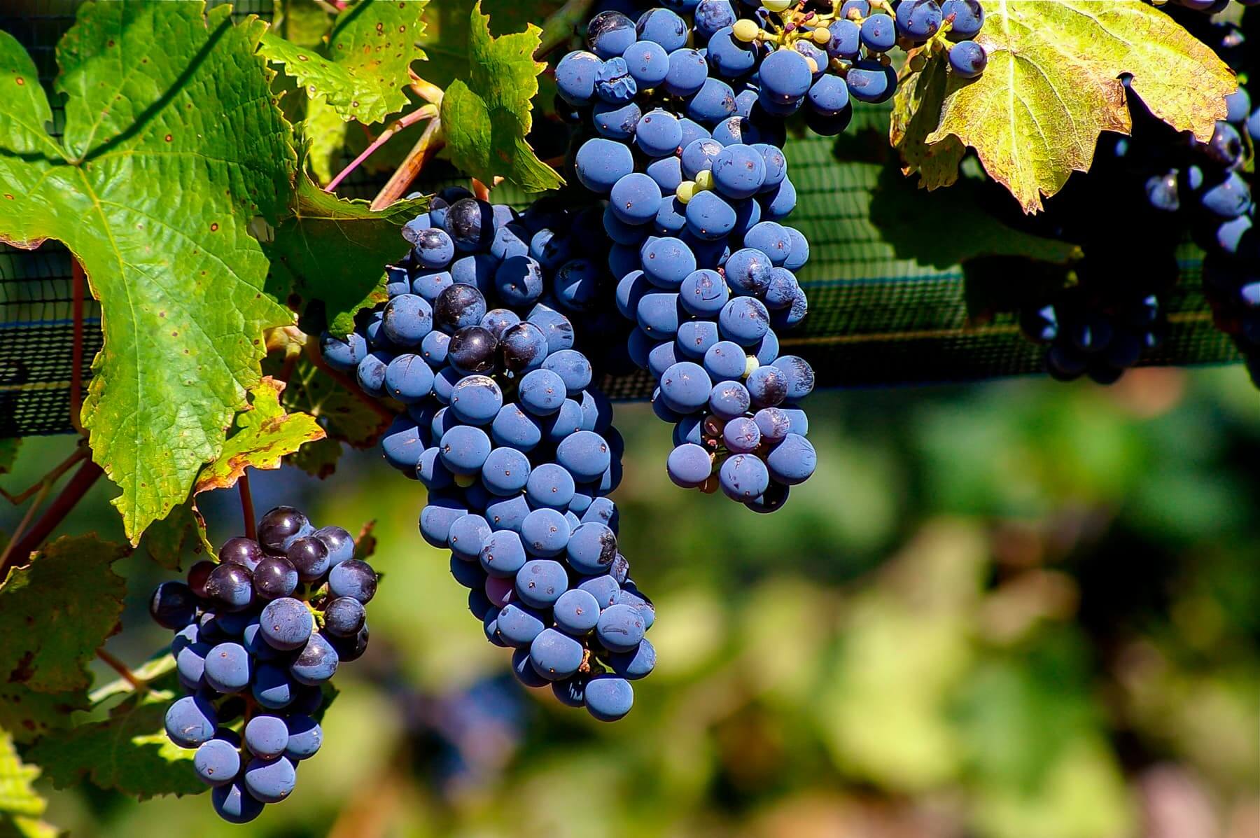 grappe-malbec-cepage_43fe30fa-3d4e-4646-9ff2-5b7b21dbd1a6