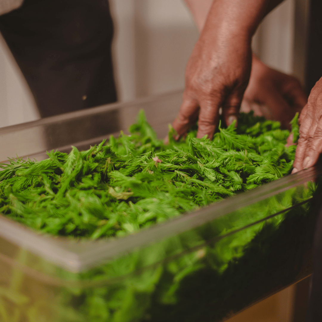 Léčivé účinky smrkových výhonků