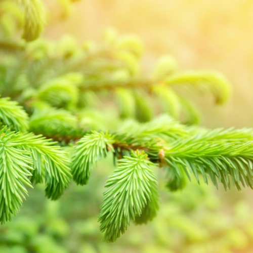 smrkove vyhonky sirup - sber mladych smrkoveho jehlici v kvetnu a cervnu, domaci smrkove vyhonky na kasel a rymu, podpora imunity