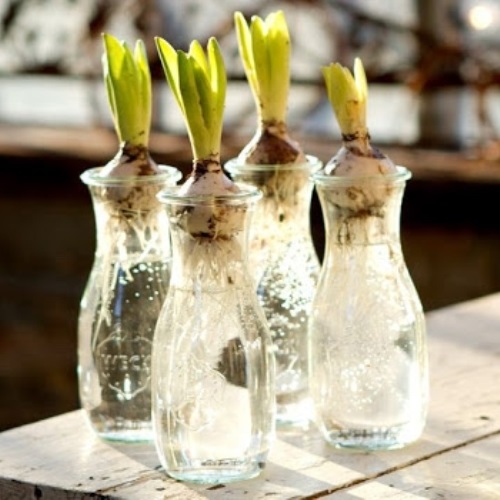 vanoce cibuloviny ve sklenicich