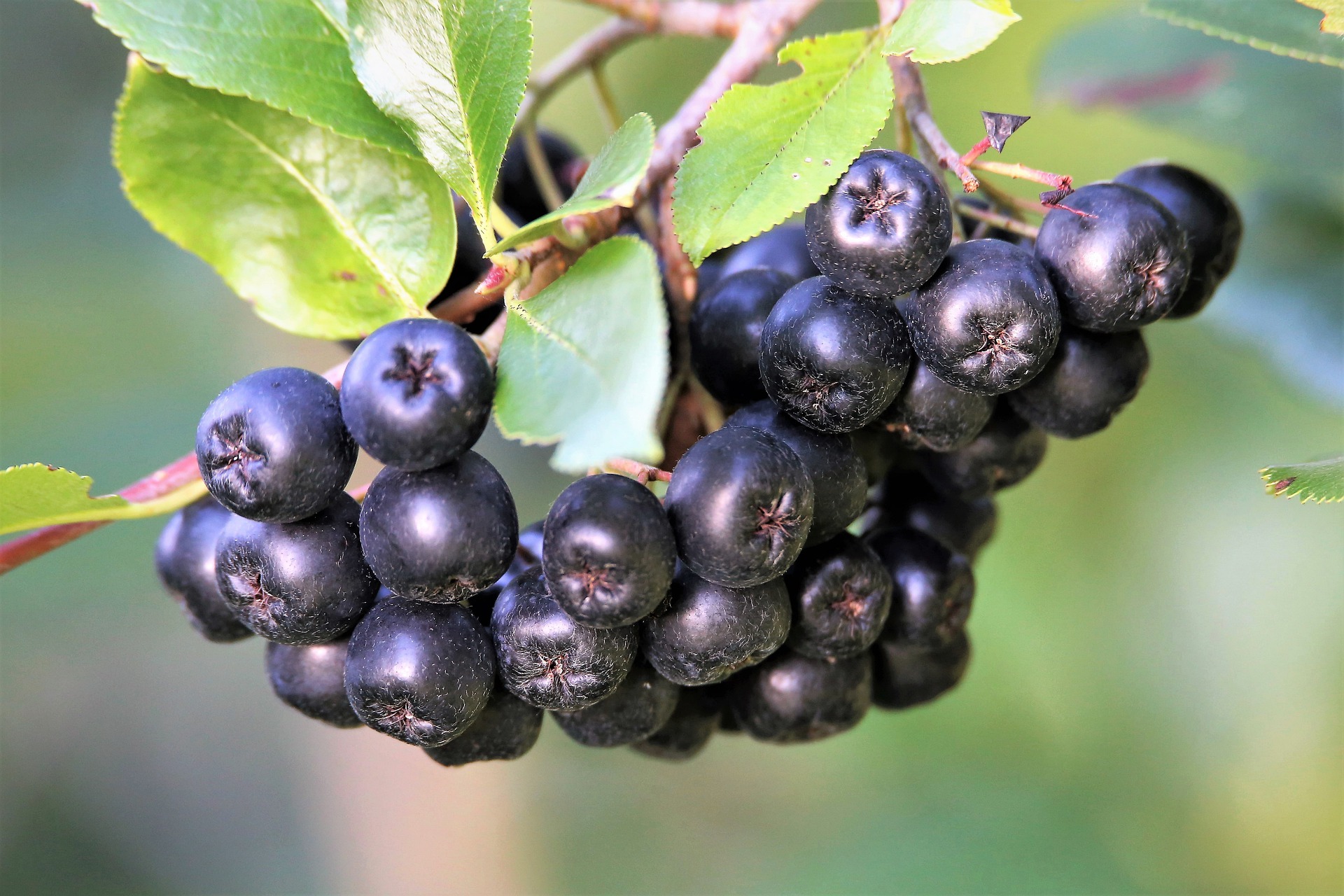 aronia-berries-g2ab3d1887_1920