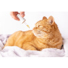 sad ginger cat is sniffing dropper with cbd oil medicinal hemp
