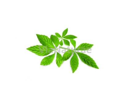 Ženšen pětilistý HQ - jiaogulan list 50 g